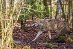 eurasian greywolf