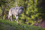 eurasian greywolf