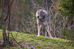 eurasian greywolf