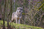 eurasian greywolf