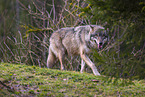 eurasian greywolf