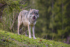 eurasian greywolf