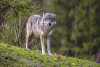 eurasian greywolf