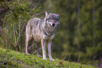 eurasian greywolf