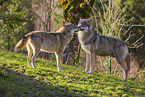 eurasian greywolves