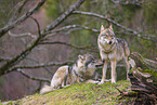 eurasian greywolves