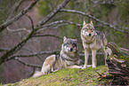 eurasian greywolves