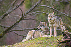 eurasian greywolves