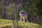 eurasian greywolf