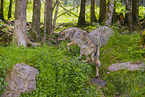 eurasian greywolf