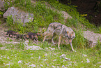 eurasian greywolfs