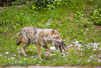 eurasian greywolfs
