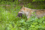 eurasian greywolfs