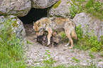 eurasian greywolfs