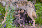 eurasian greywolfs