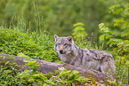 eurasian greywolf