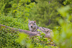eurasian greywolf