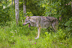 eurasian greywolf