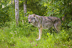 eurasian greywolf