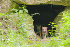 eurasian greywolfs