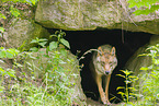 eurasian greywolf