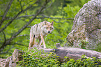 eurasian greywolf