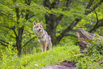 eurasian greywolf