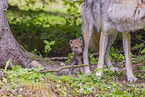 eurasian greywolfs