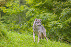 eurasian greywolf