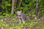 eurasian greywolf