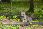 eurasian greywolf