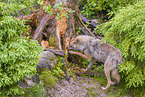 eurasian greywolf