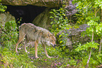 eurasian greywolf