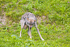 eurasian greywolf