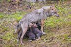 eurasian greywolfs