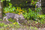 eurasian greywolf