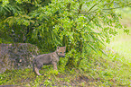 eurasian greywolf