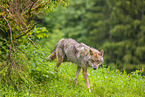 eurasian greywolf