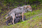 eurasian greywolfs