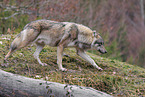 Eurasian greywolf