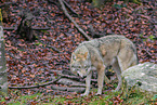 Eurasian greywolf
