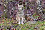Eurasian greywolf