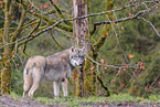 Eurasian greywolf