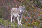 Eurasian greywolf