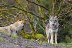 Eurasian greywolf
