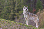 Eurasian greywolf
