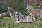 Eurasian greywolf