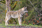Eurasian greywolf