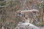 Eurasian greywolf