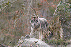 Eurasian greywolf